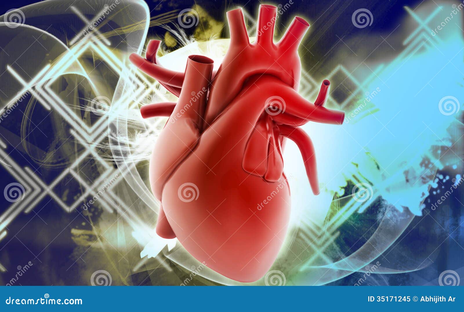第四节 心脏的间隔与室上嵴-心血管-医学