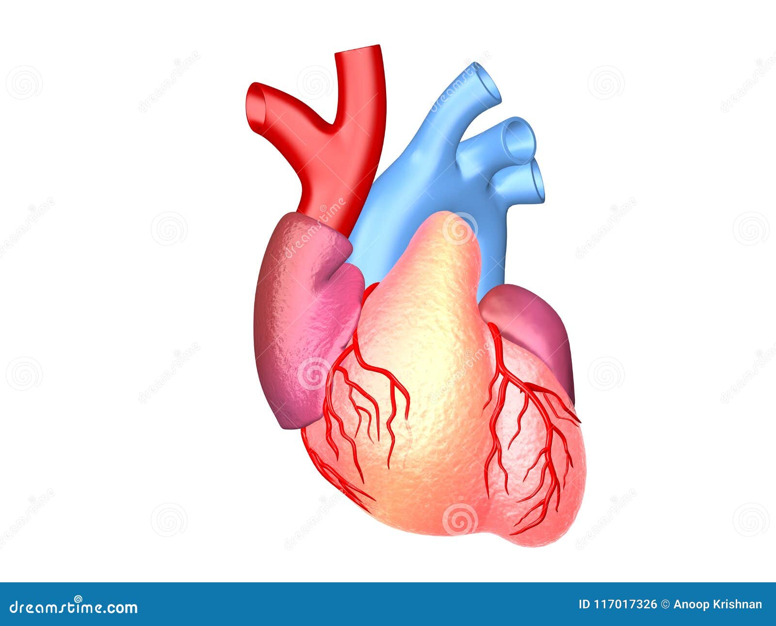 人的心脏解剖学例证 库存图片. 图片 包括有 获得, 爱好健美者, 心脏病学, 男性, 女主持人, 例证 - 41933097