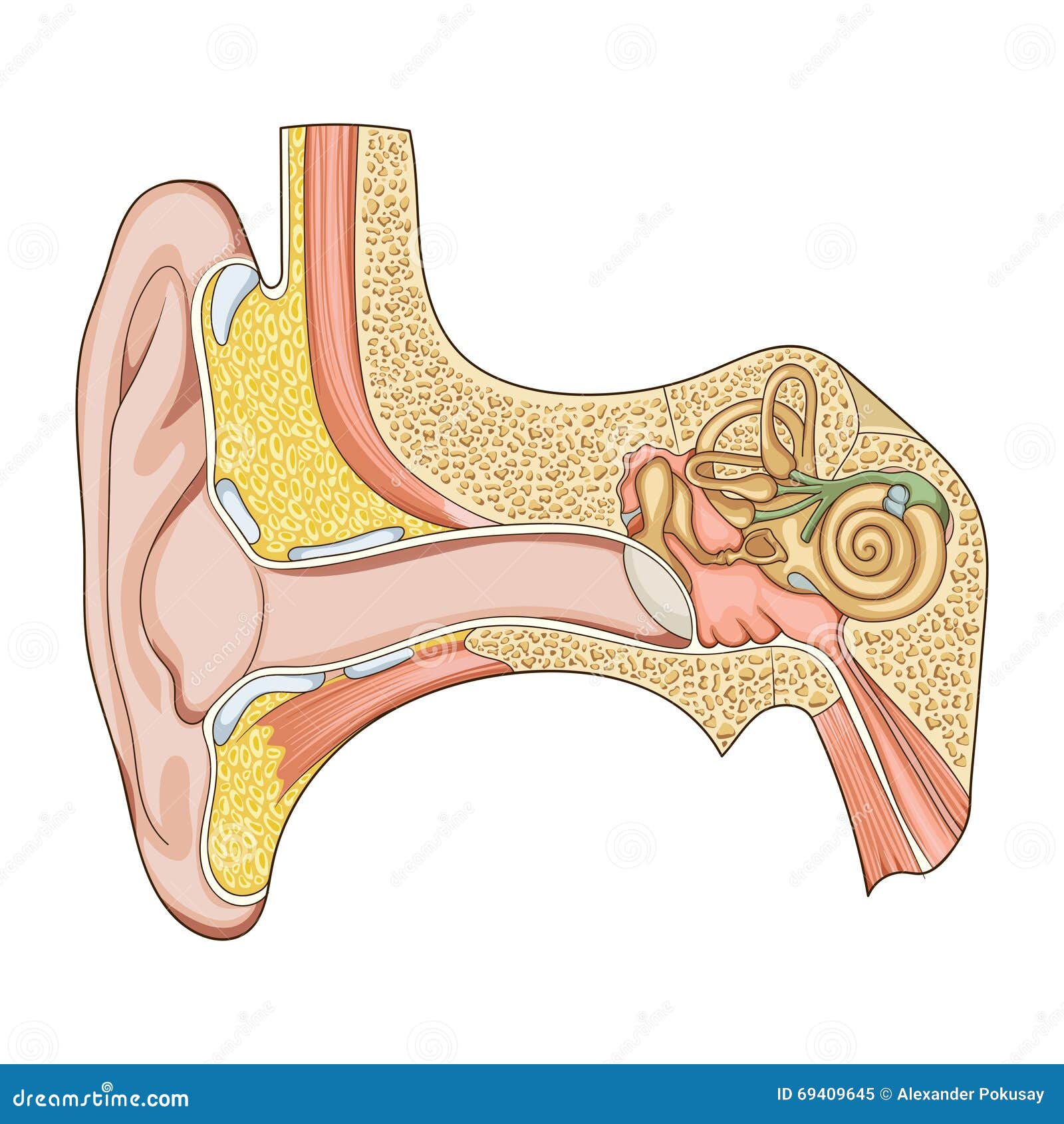 耳朵結構耳廓耳道, 耳蝸, 人體器官, 眼耳口鼻素材圖案，PSD和PNG圖片免費下載