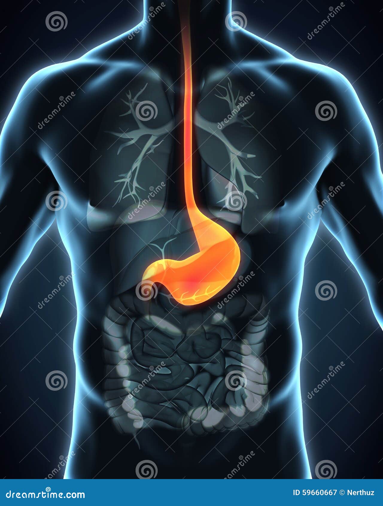 人的胃解剖学 库存例证. 插画 包括有 消化, 冒号, 肝脏, 健康, 正横, 内部, 食道, 带状闪长岩 - 74176151
