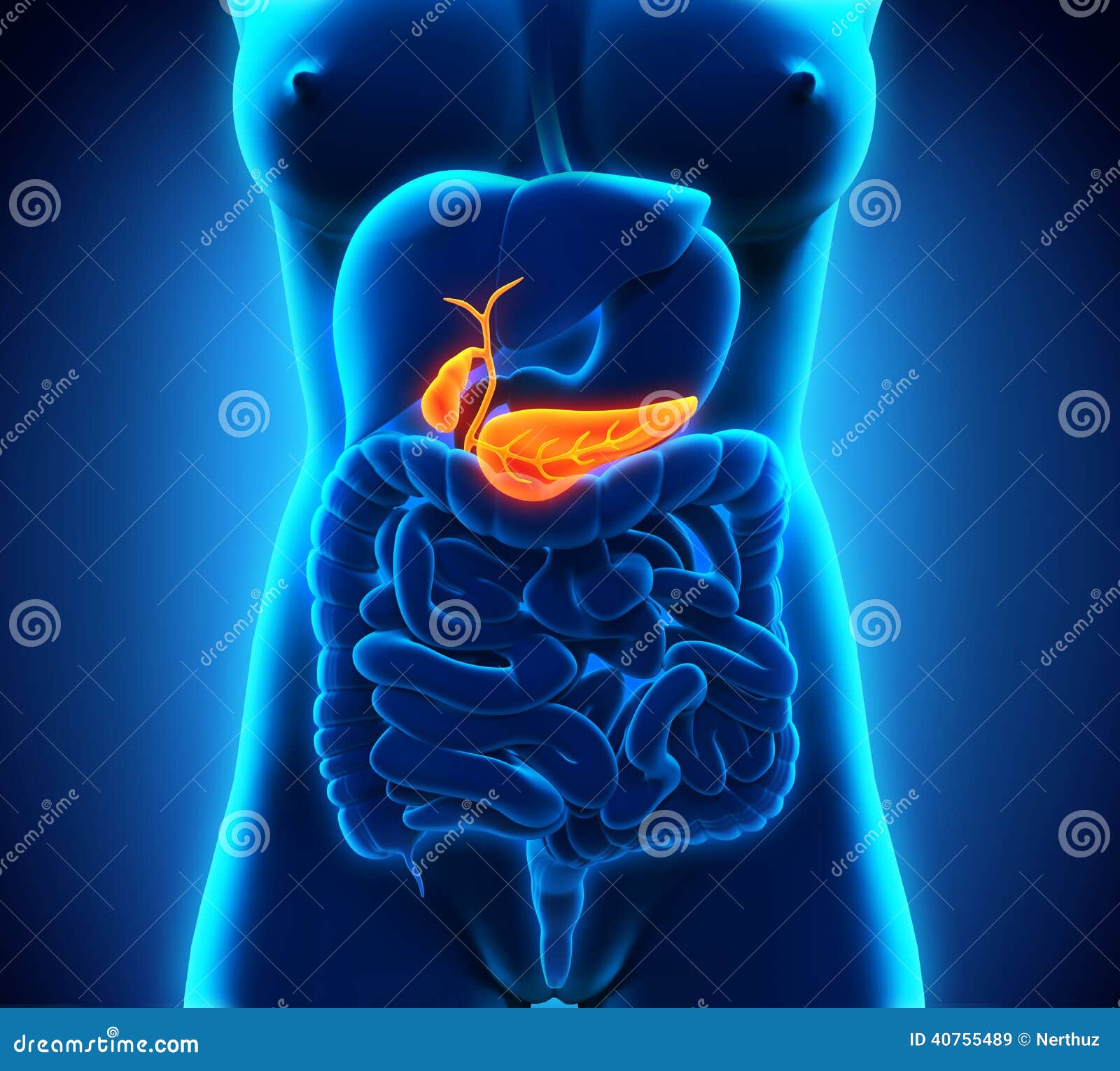 人体胆囊和胰腺解剖照片摄影图片_ID:141100489-Veer图库