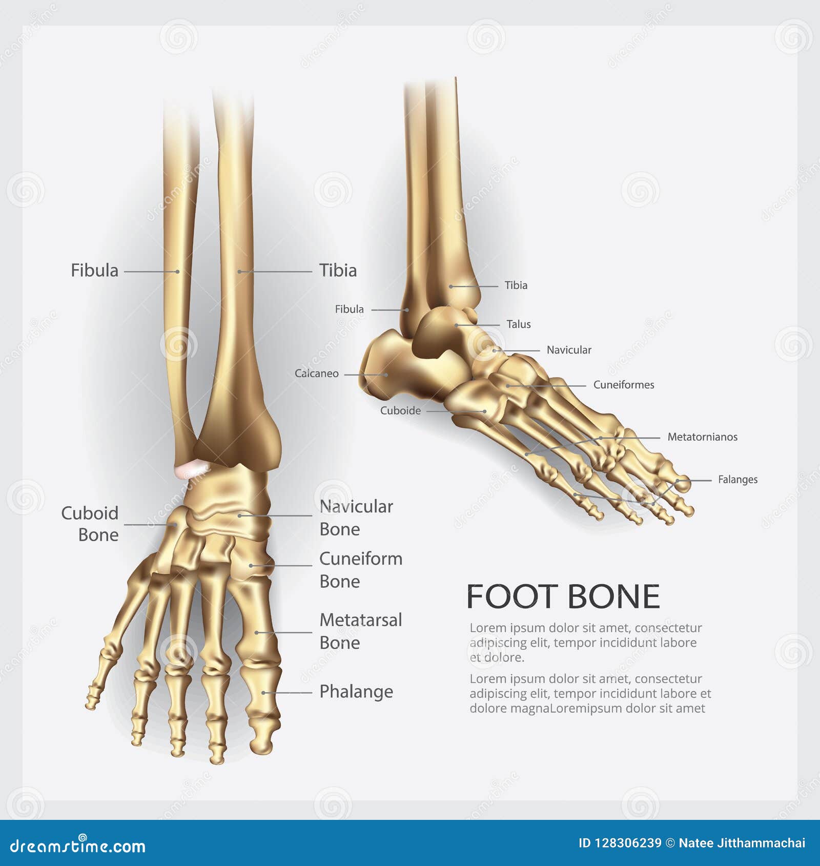 完整足部骨骼结构图_脚各个部位名称图_微信公众号文章