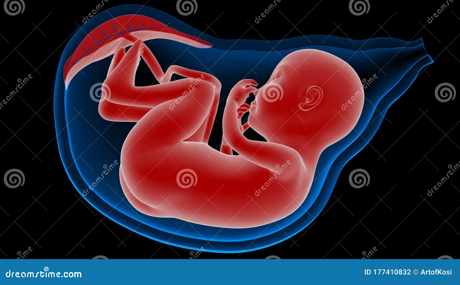 胚胎发育过程图详解_有来医生