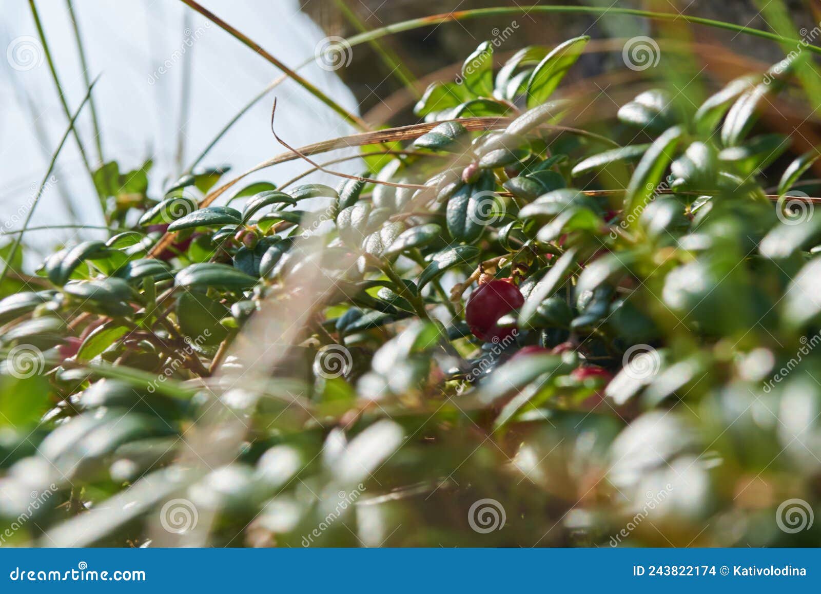 干草欧蓍草从雪下面偷看在一块多雪的沼地 库存图片. 图片 包括有 被雪包围住, 草坪, 窥视, 本质, 横向 - 111576025