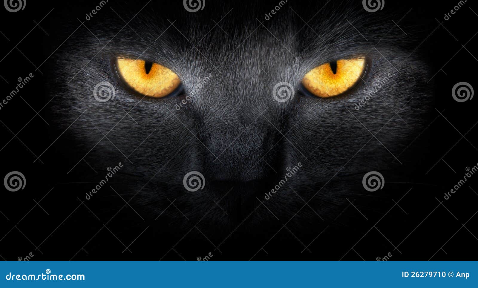 Rostro de un Gato Negro - Fondos de Pantalla HD - Wallpapers HD