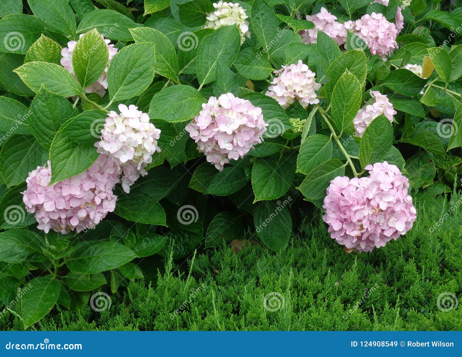 令人敬畏的花以绿色. 在绿色灌木的桃红色花