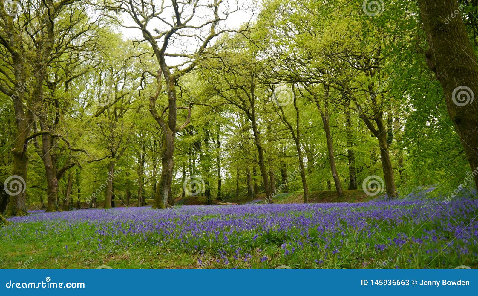 壁紙，2560x1440，英国，春季，湖泊，風景攝影，Powys County，树，威爾士，大自然，下载，照片