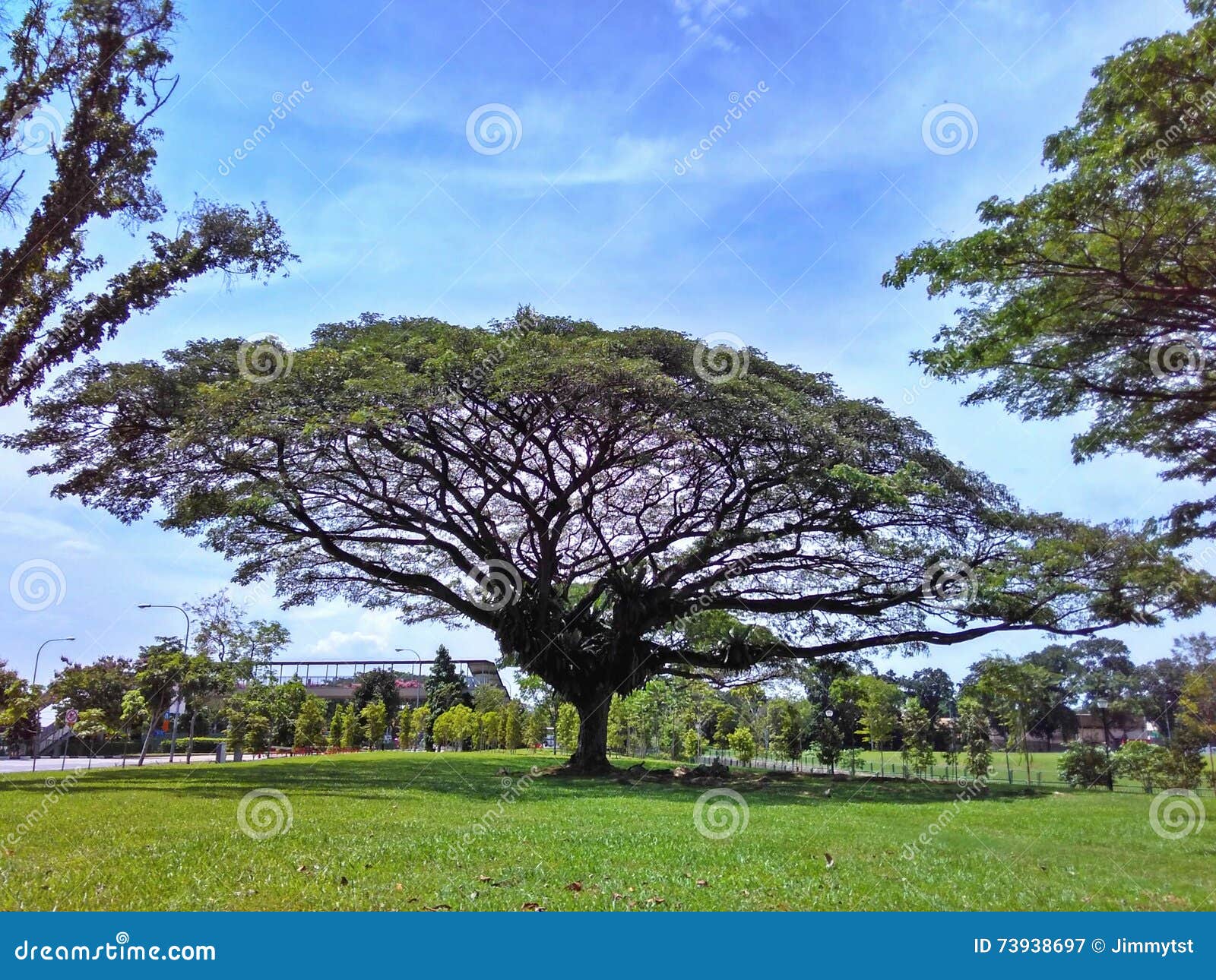 雨豆树(Samanea saman) 库存图片. 图片 包括有 单个, 孤立, 常青树, 词根, 夏天, 生态 - 30726895