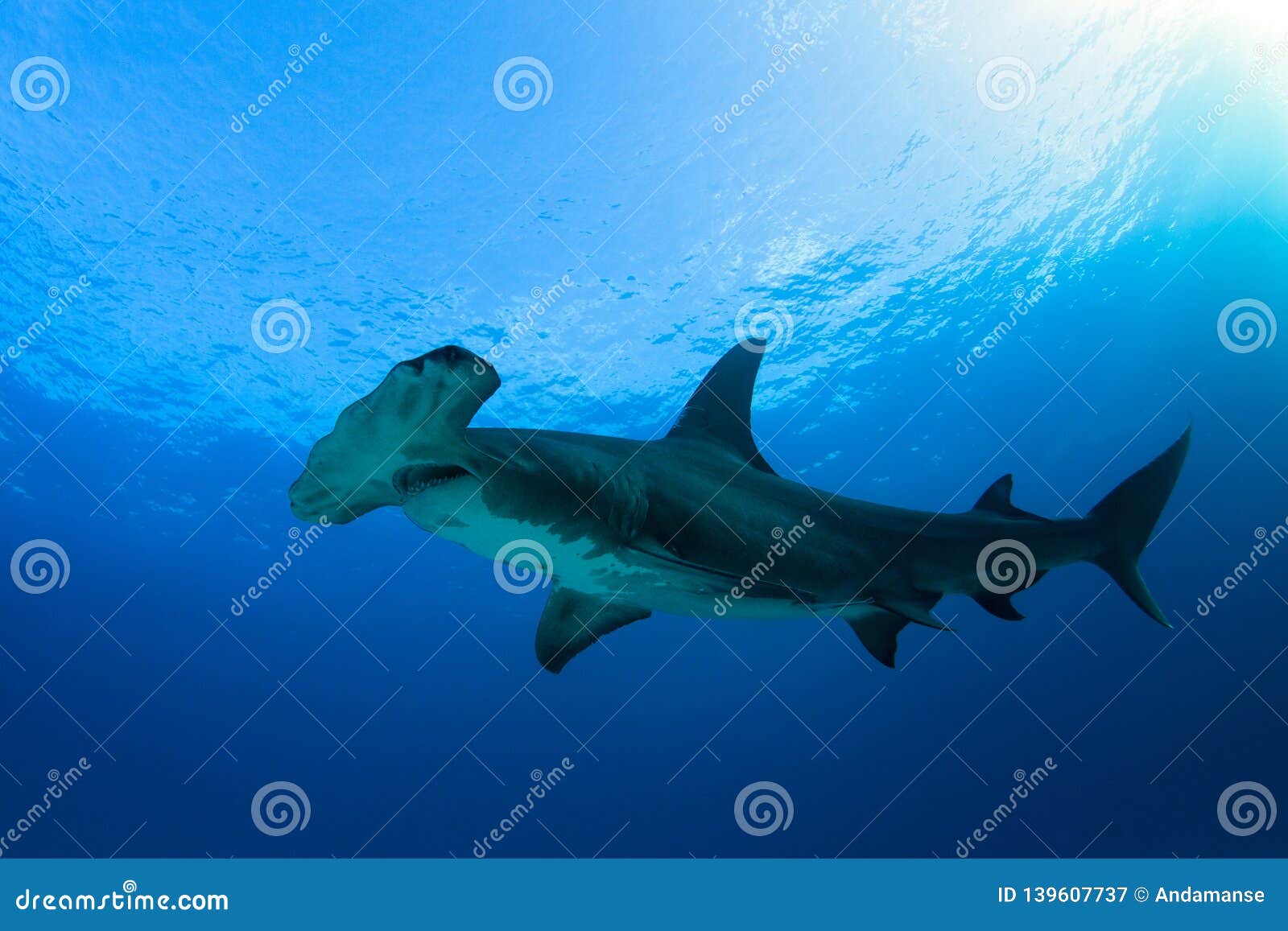 锤头双髻鲨 Sphyrna zygaena - 物种库 - 国家动物标本资源库