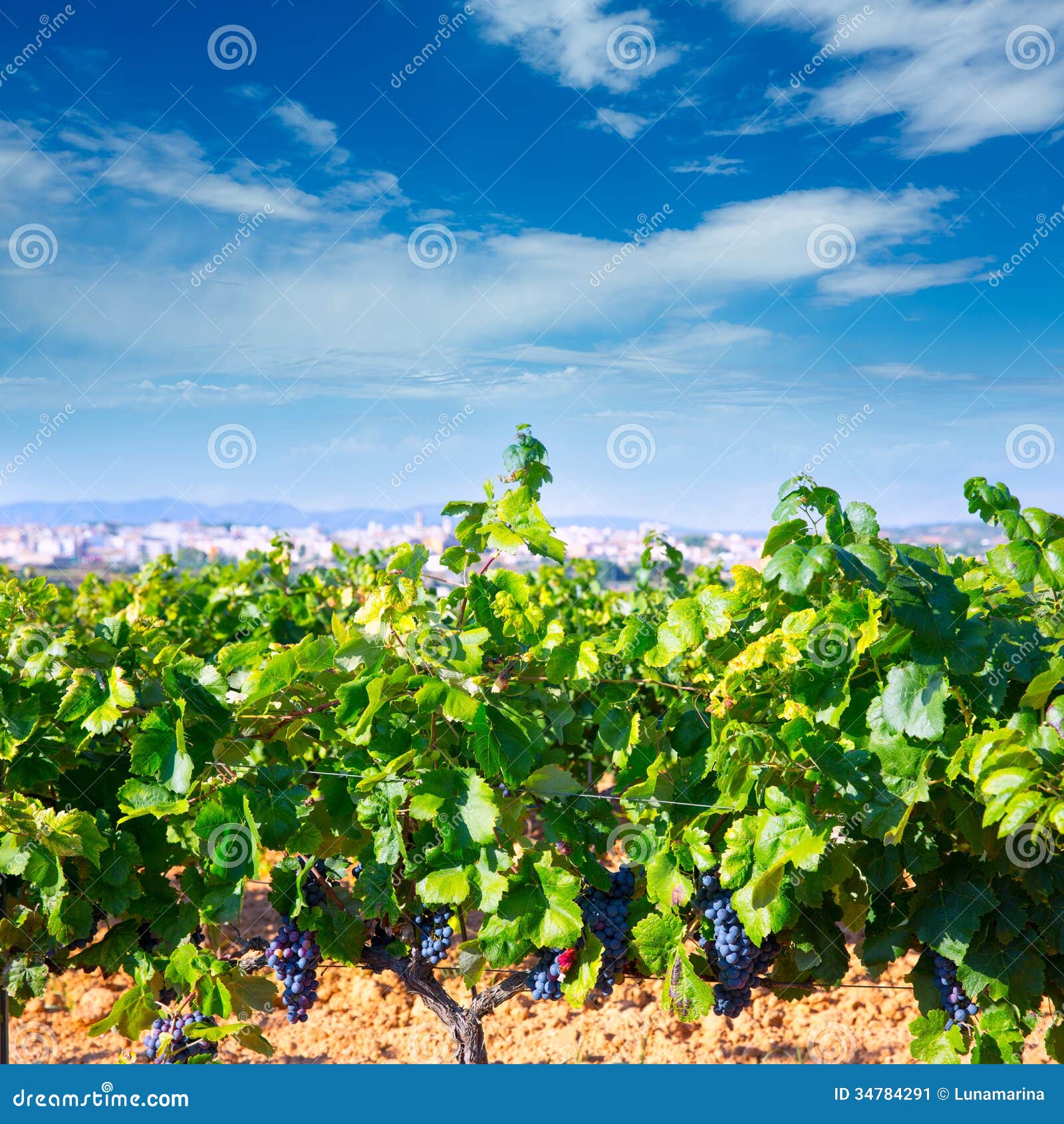 巴伦西亚省的雷克纳西班牙的酒区域从葡萄园视图的