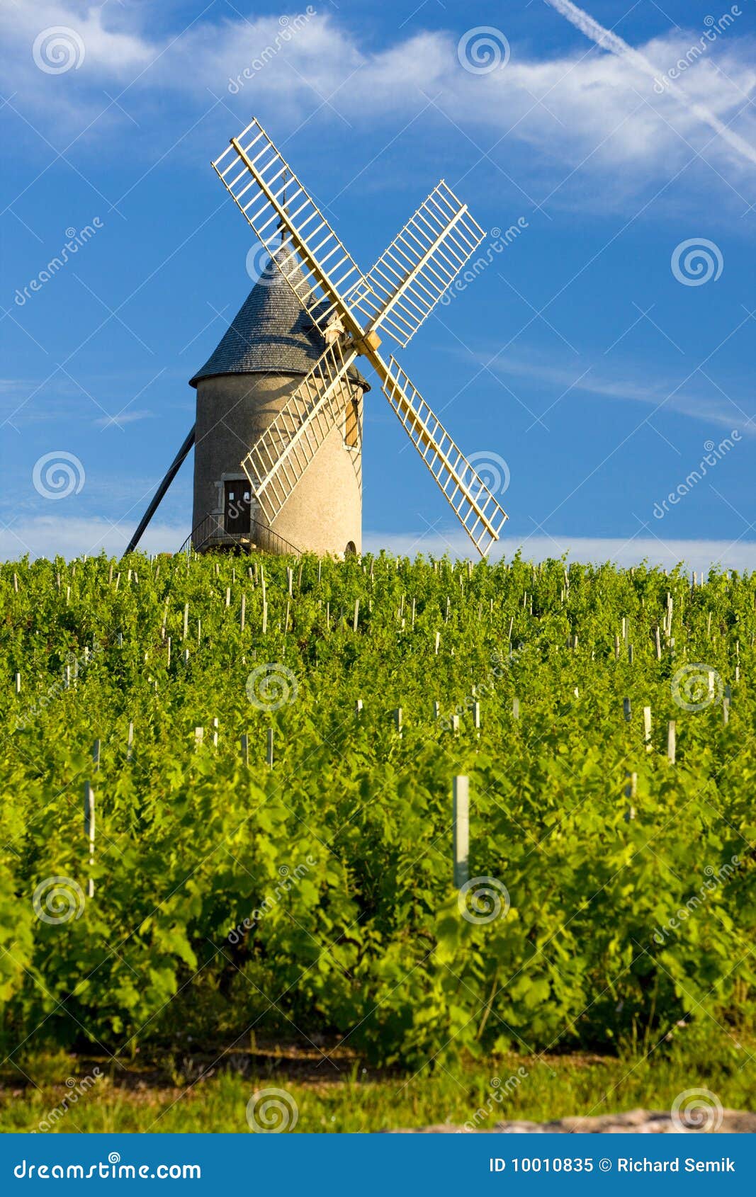 伯根地酒风车. 博若莱红葡萄酒在葡萄园风车附近的伯根地酒ch法国nas