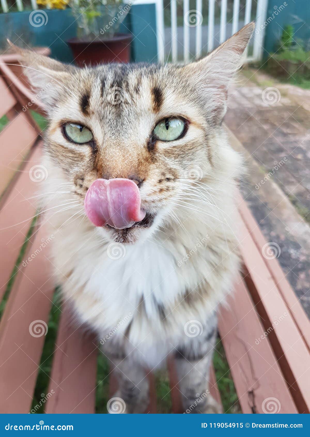 卖萌眯眼的可爱小猫咪橘猫舔舌头