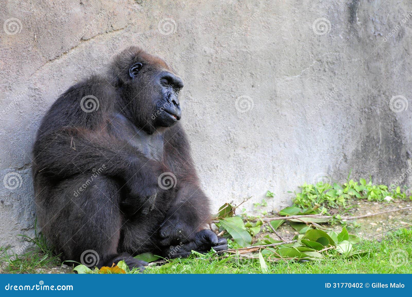 睡觉的黑大猩猩图