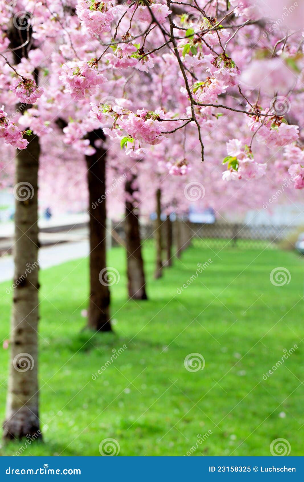 Sakura. 佐仓结构树粉红色花绿草