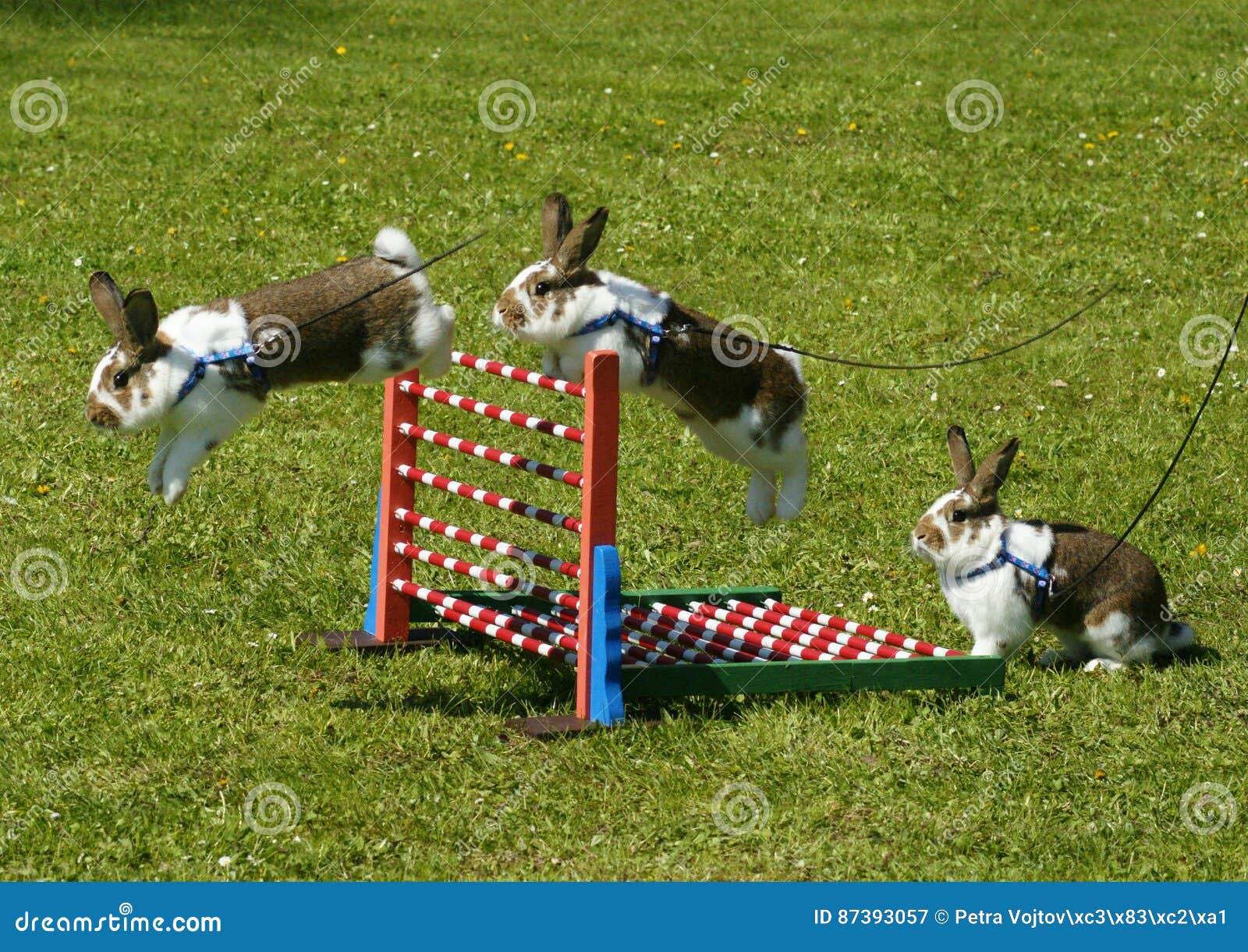 2023年的插画，一只兔子带着饰带跳跃插画图片素材_ID:419481062-Veer图库