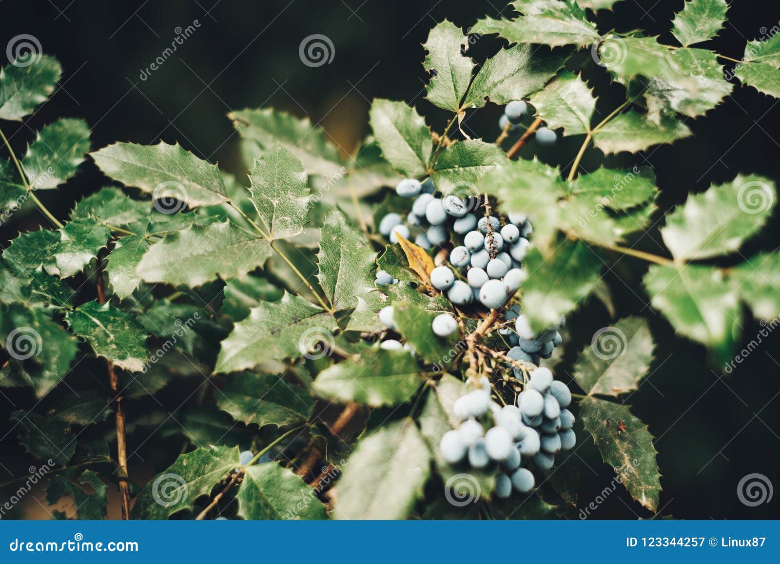 俄勒冈葡萄 库存图片. 图片 包括有 果子, 甜甜, 绿色, 一堆, 蓝色, 纤维, 通配, 新鲜, 事假 - 120004263