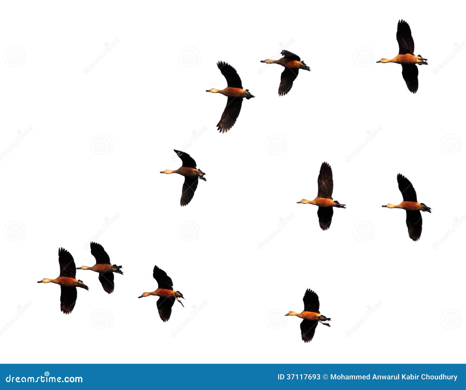 朝向的鹅一点白色 库存图片. 图片 包括有 野生生物, 一个, 朝向, 较少, 水平, 双翼飞机, 沼泽地 - 11367935