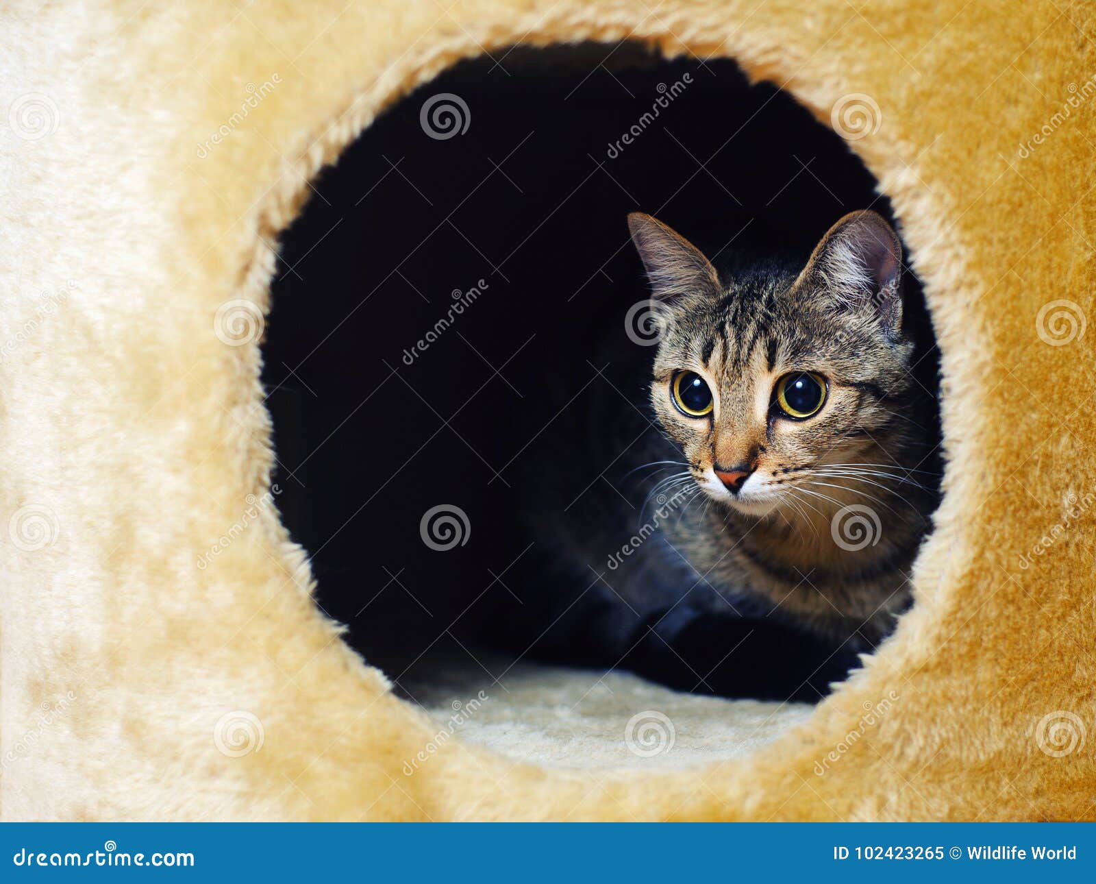 偷看在墙壁的一个孔外面的猫 库存图片. 图片 包括有 前面, 框架, 一个, 枪口, 查找, 头发, 蓬松 - 84471861