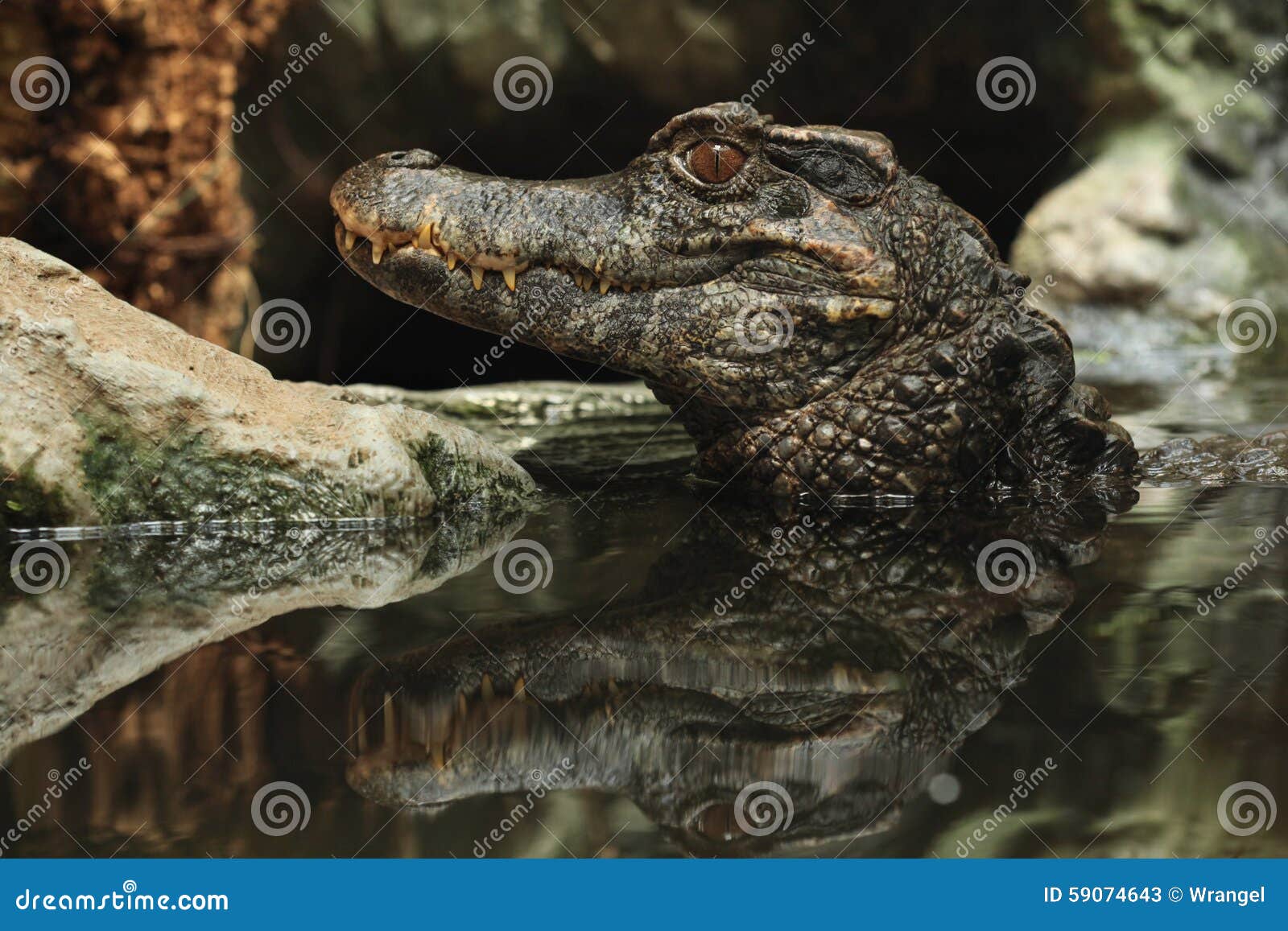 凯门鳄(caiman) - 神秘的地球 科学|自然|地理|探索