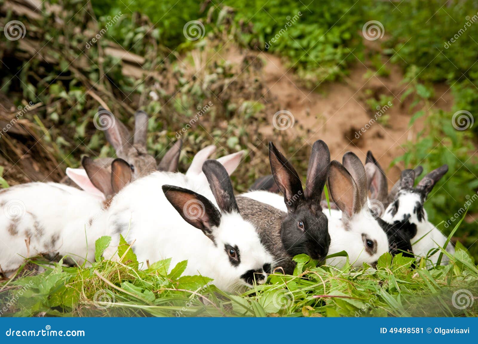 都说兔子不吃窝边草，兔子：只要是草我就吃！_哔哩哔哩_bilibili