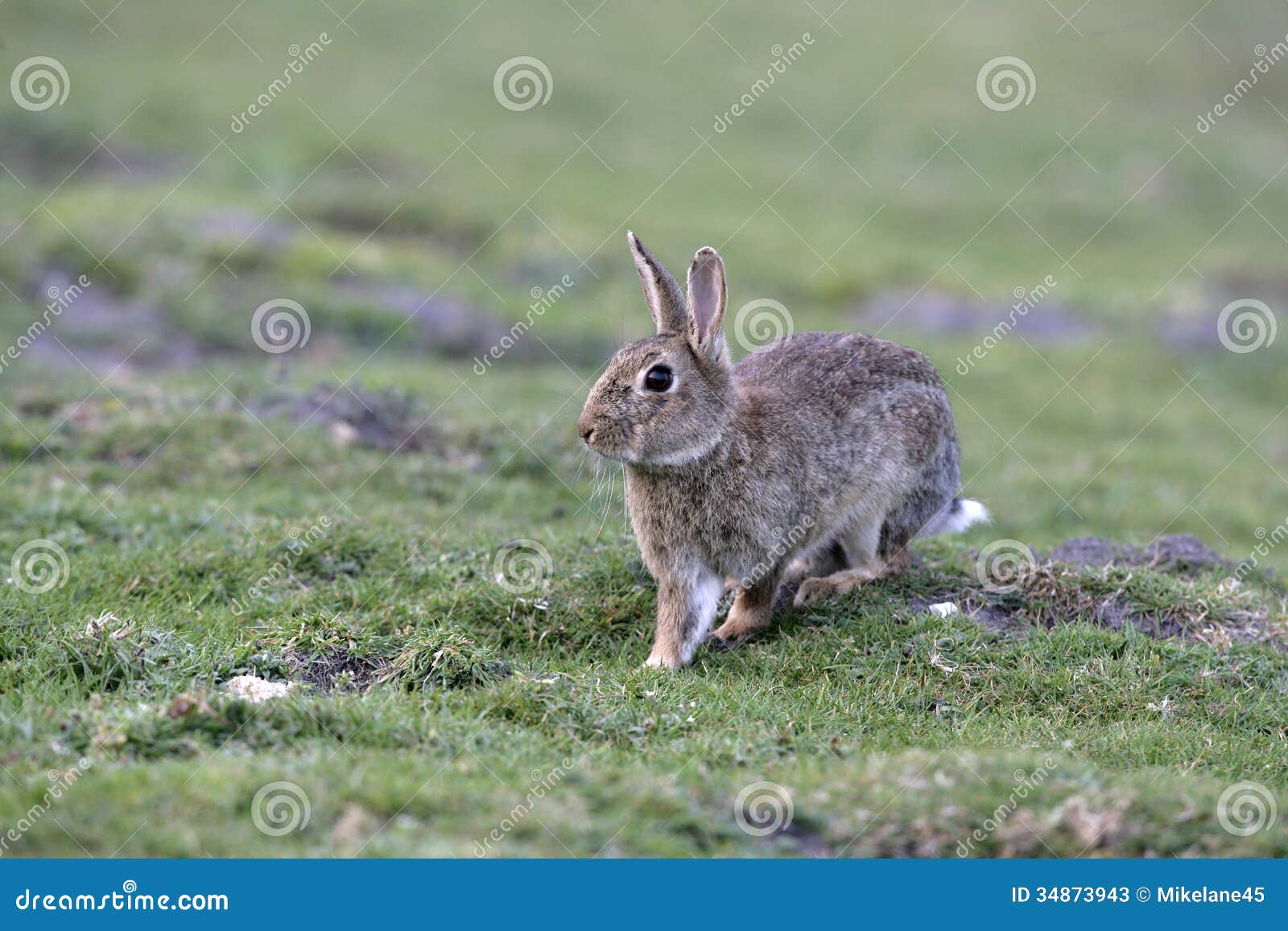 欧洲的兔子，兔子，兔子，穴兔串孔 库存图片. 图片 包括有 草甸, 逗人喜爱, 兔宝宝, 复活节, 野兔 - 110119507