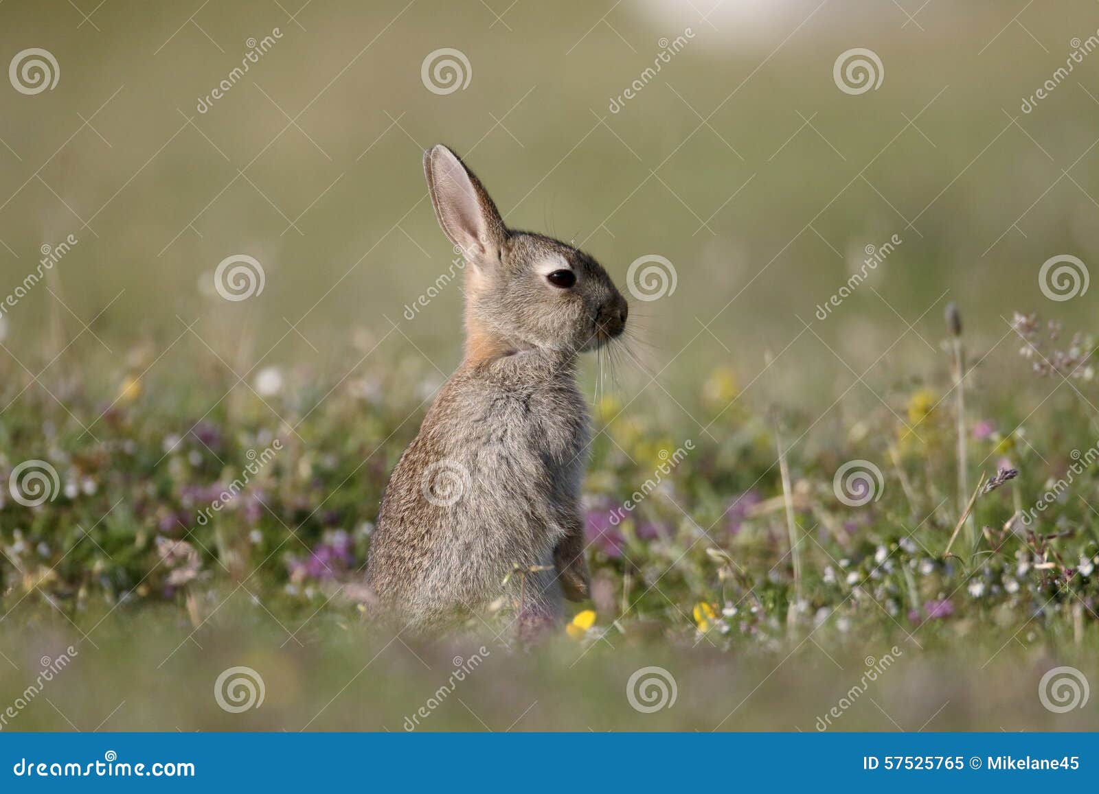 欧洲的兔子穴兔串孔在英国 库存照片. 图片 包括有 毛皮, 兔宝宝, 本质, 户外, 象草, 毛茸, 室外 - 142824528