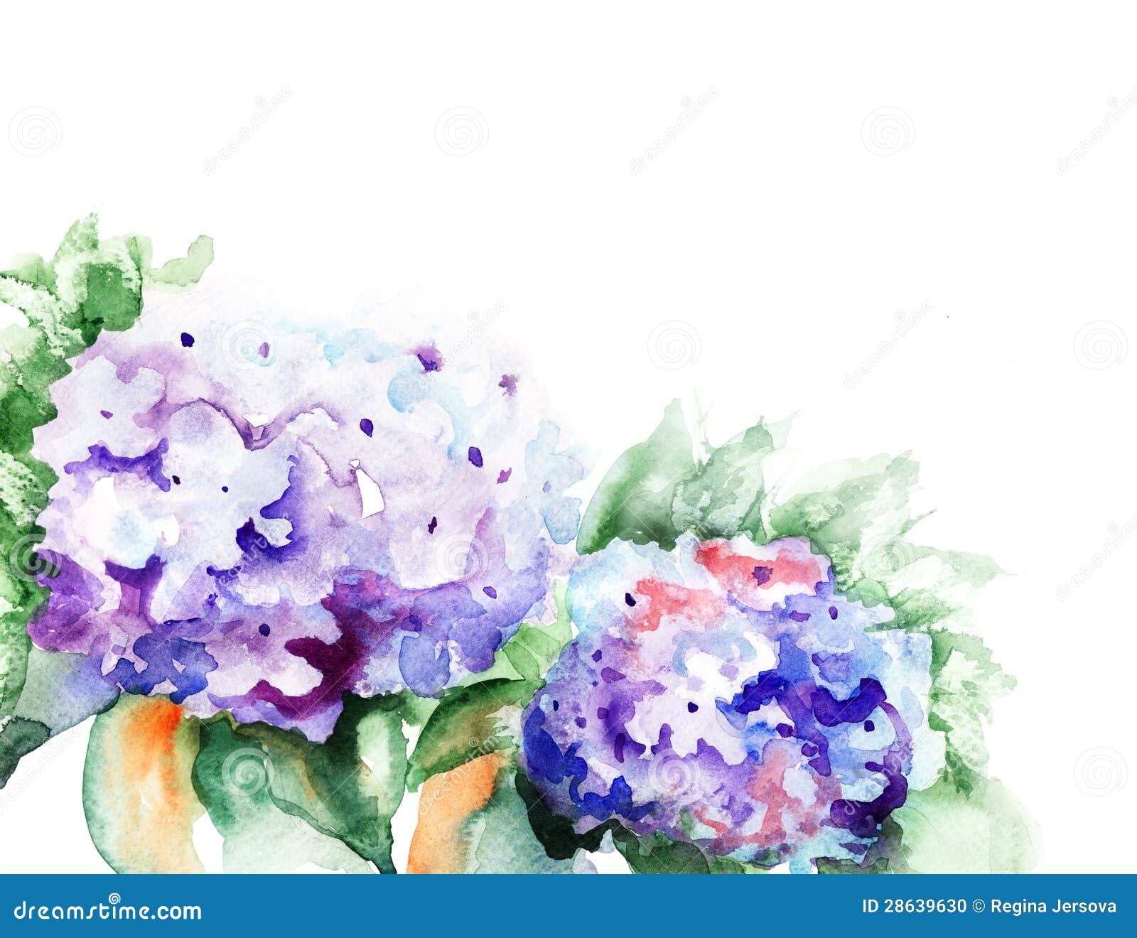 八仙花属蓝色花，水彩例证