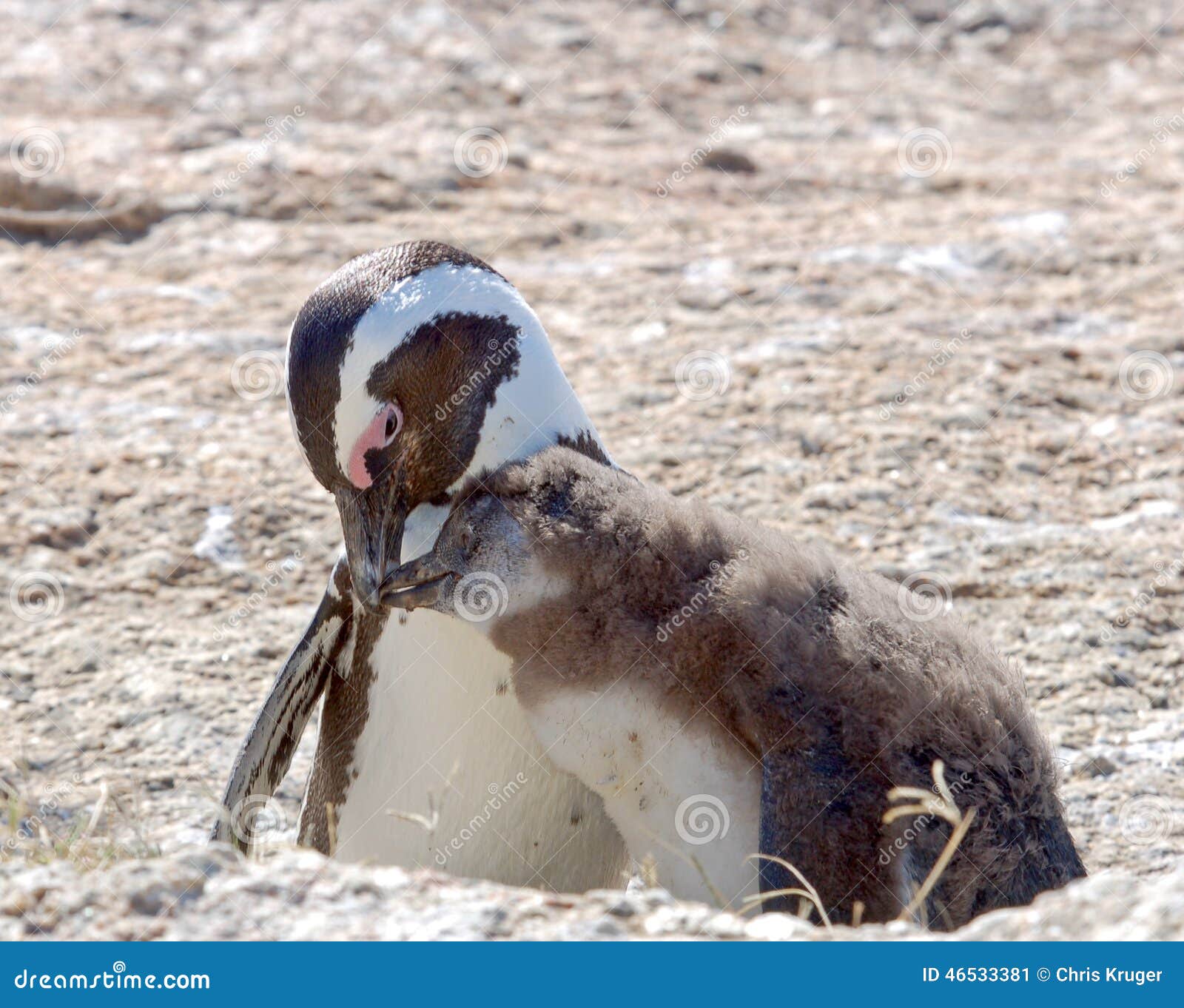 在企鹅殖民地的公驴企鹅 库存照片. 图片 包括有 不能飞行, 空白, 没人, 闹事, 破擦声, 烧杯, 对比 - 77909630