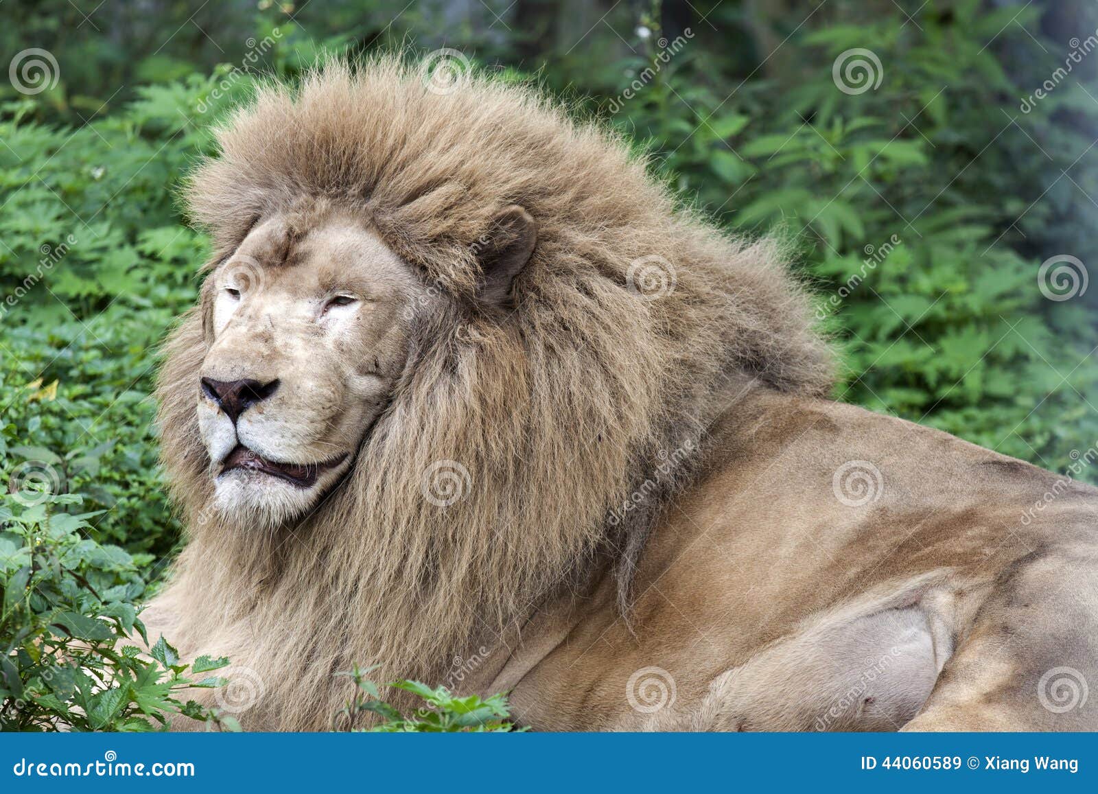 狮子国王纹理的头发3D模型 - TurboSquid 1063444