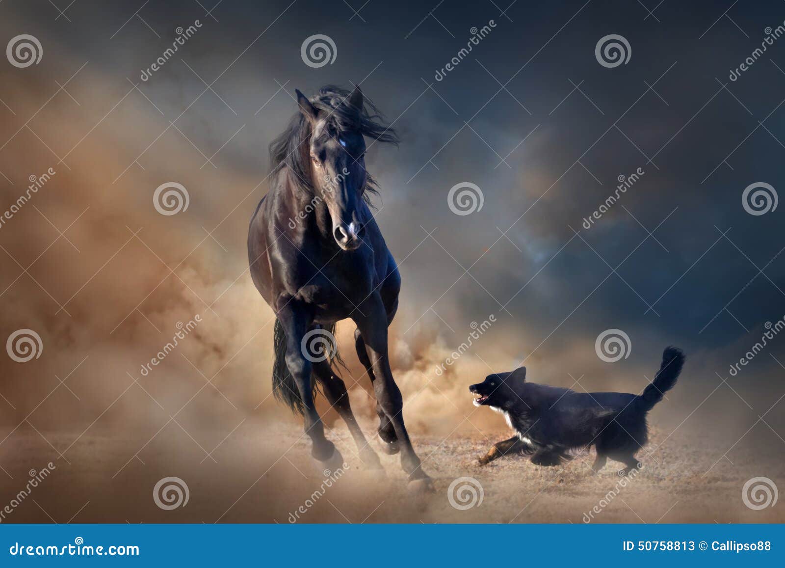 黑公马马. 与狗的美丽的黑公马在沙漠尘土跑反对日落天空