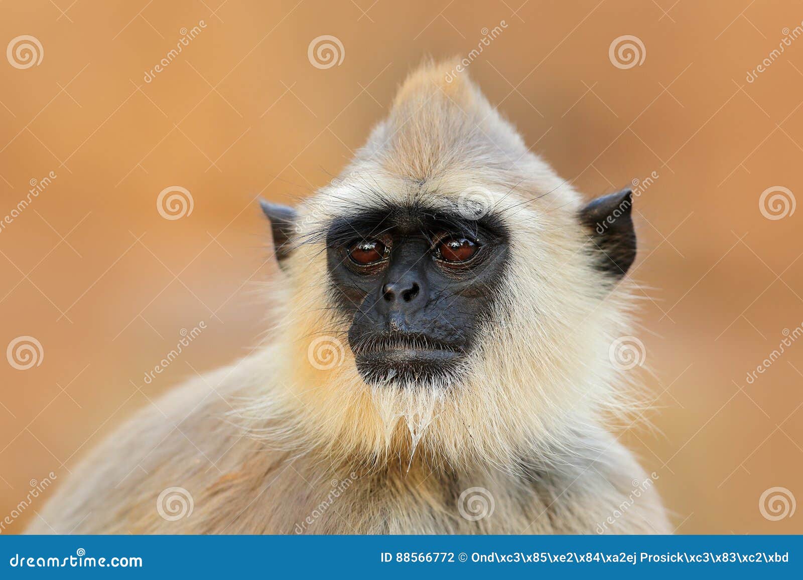 共同的叶猴, Semnopithecus Entellus,坐在草,自然栖所 共同的叶猴, Semnopithecus Entellus,坐在草,自然栖所