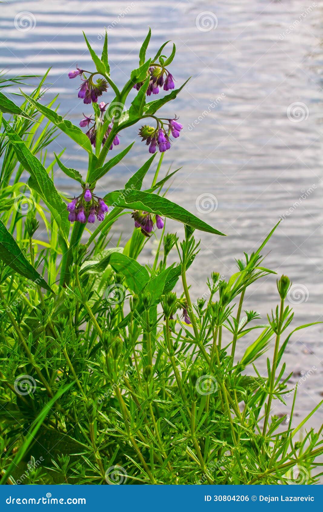 共同的雏菊. 雏菊与紫色花的紫草科植物officinale在河岸。