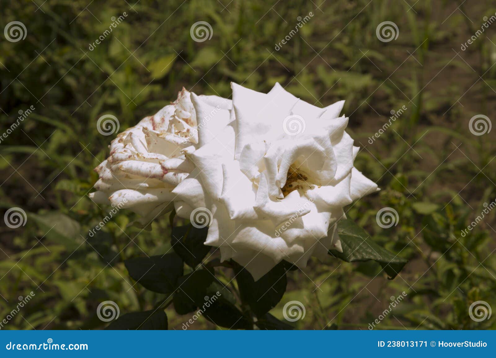 美丽的红白双花 库存图片. 图片 包括有 空白, 玫瑰华饰, 装饰, 庭院, 颜色, 开花, 植物群, 开花的 - 237616467