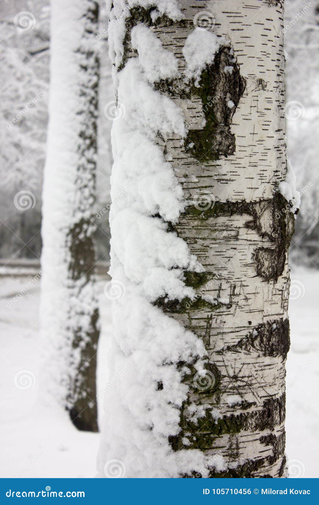 关闭与雪的树在冬天公园