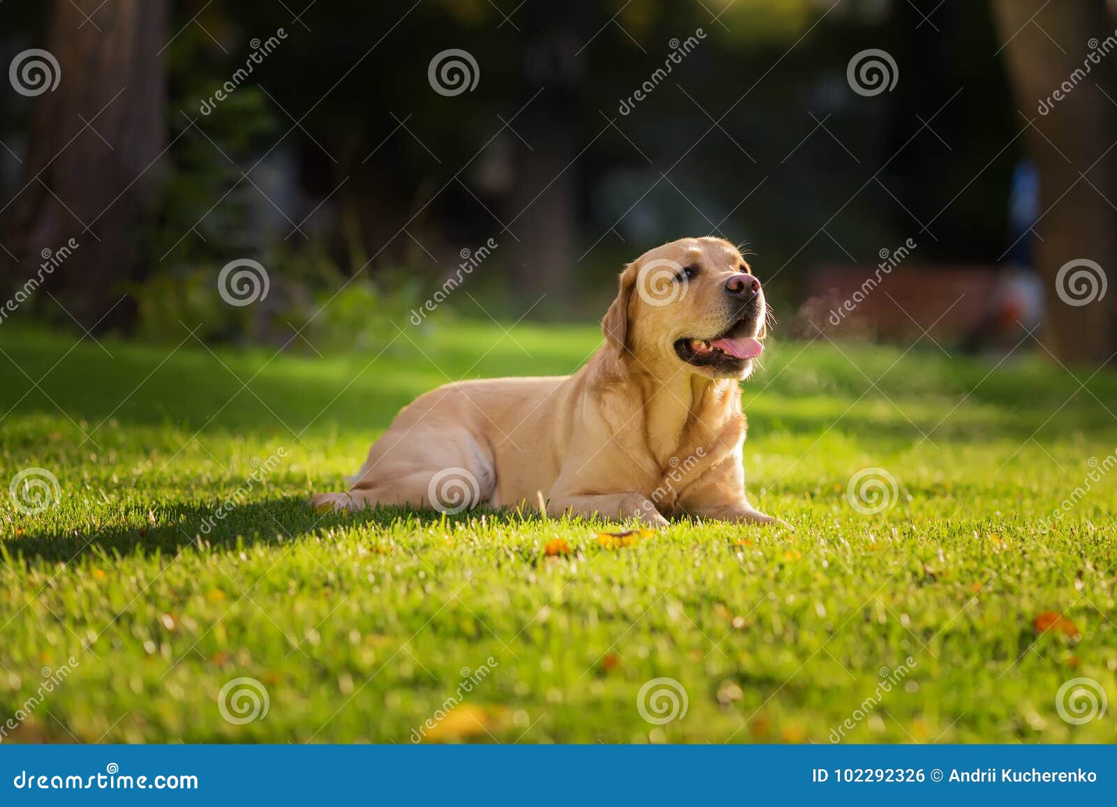 关闭愉快的拉布拉多猎犬狗的画象在绿色草坪的早晨. 在草坪的拉布拉多猎犬狗画象在公园 好的早晨光和被弄脏的背景