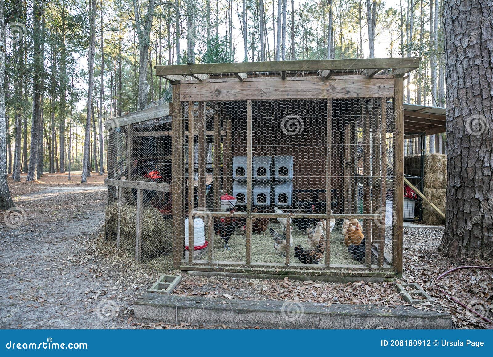 美丽的蓝绿色鸡舍画在田野里。在草地上的一个木制鸡舍前，自由放养一群鸡和公鸡。照片摄影图片_ID:394459504-Veer图库
