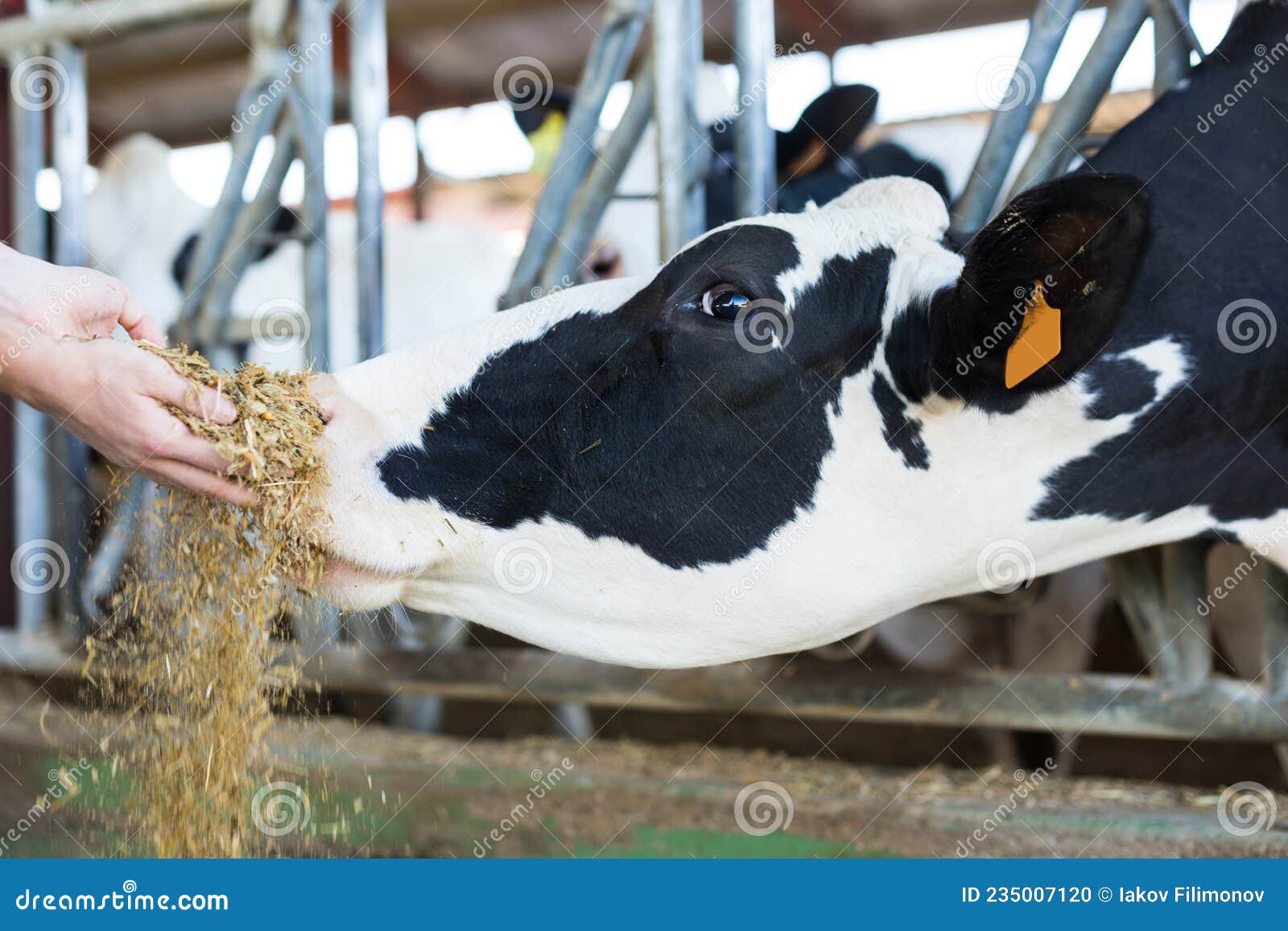 Cows Feeding Time Free Stock Photo - Public Domain Pictures