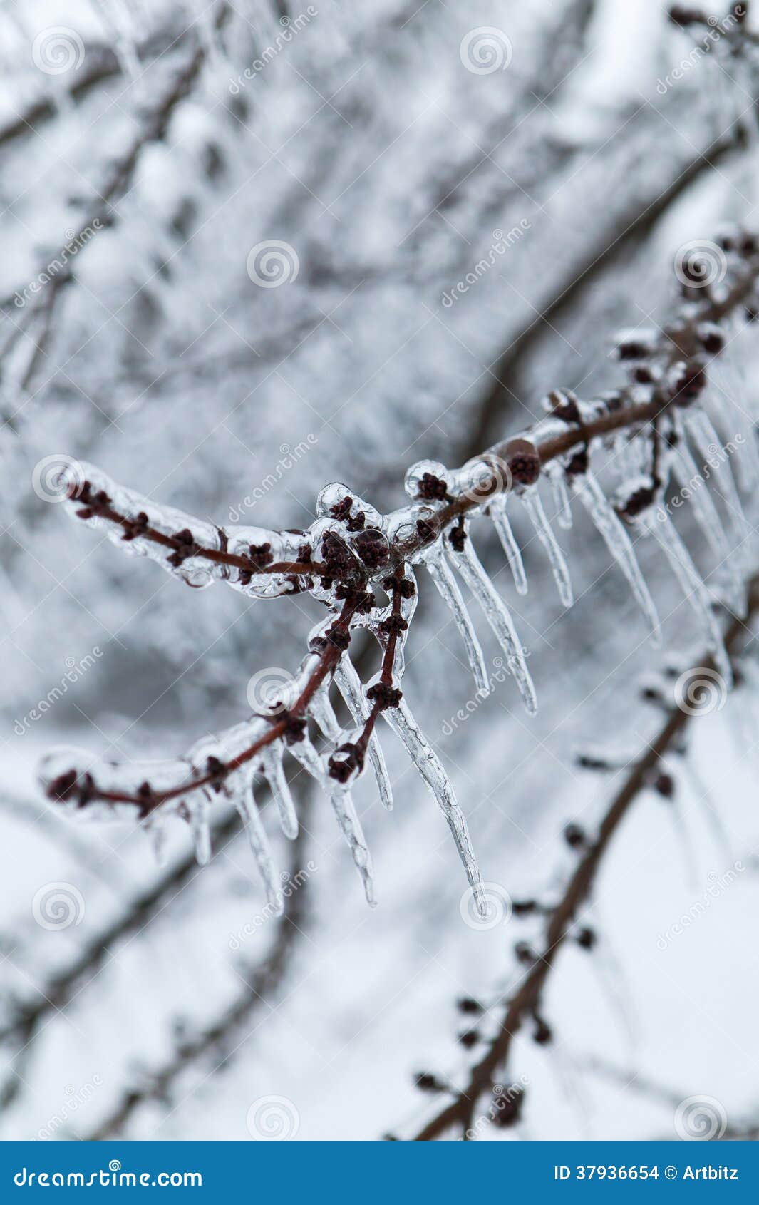 Ice Storm. 在冬天冰暴、雪和冻雨，冰柱以后的给上釉的树枝