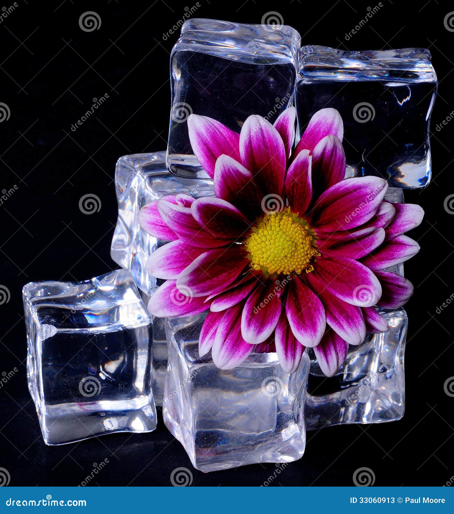 壁纸 冰块，花朵，水滴，朦胧 2560x1600 HD 高清壁纸, 图片, 照片