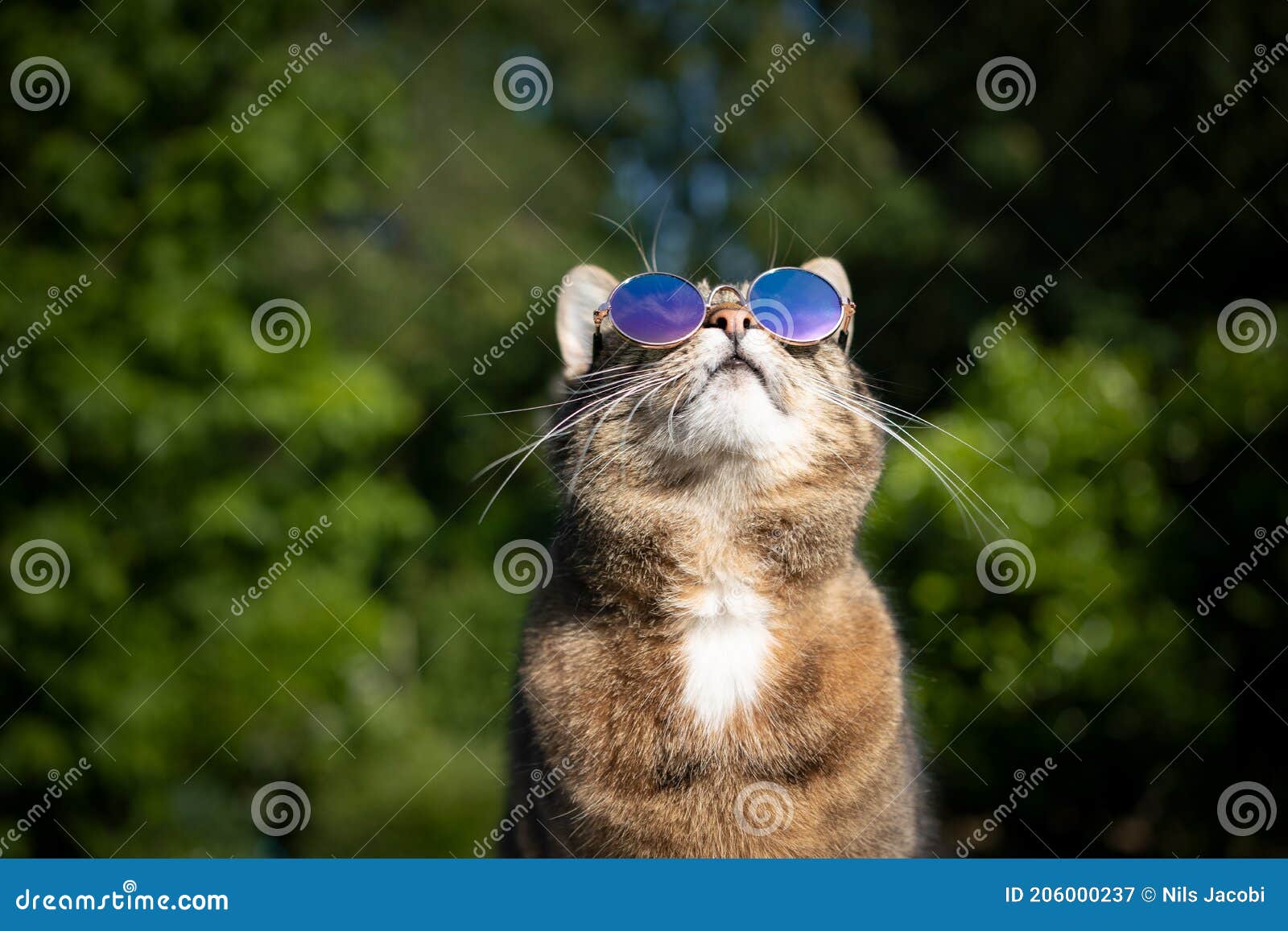 猫戴墨镜非常酷图片,猫咪戴墨镜动图,带墨镜的帅气猫图片_大山谷图库