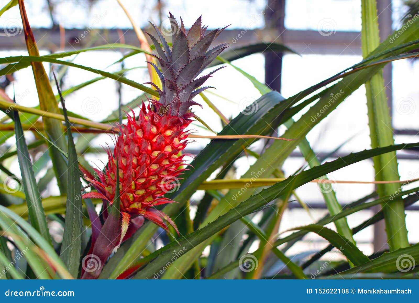 凤梨Bracteatus bromeliad的果子. 关闭凤梨Bracteatus bromeliad植物的红色菠萝果子