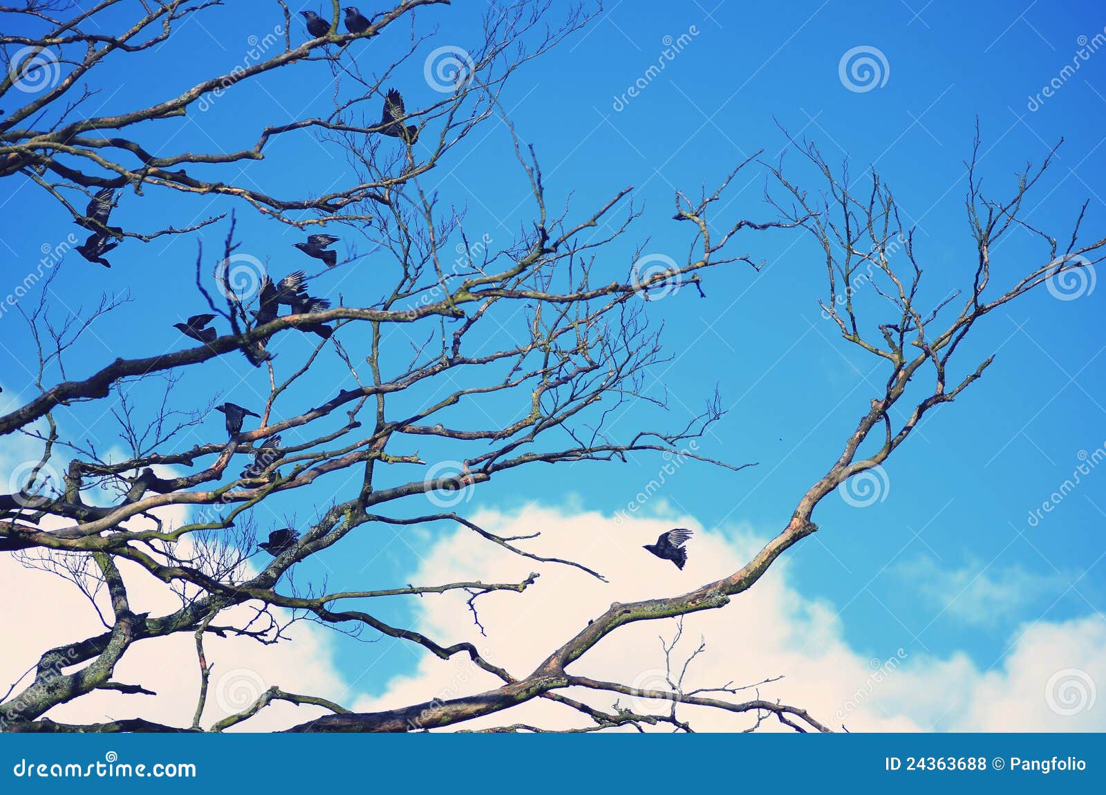 梵高的乌鸦,梵高的画_大山谷图库