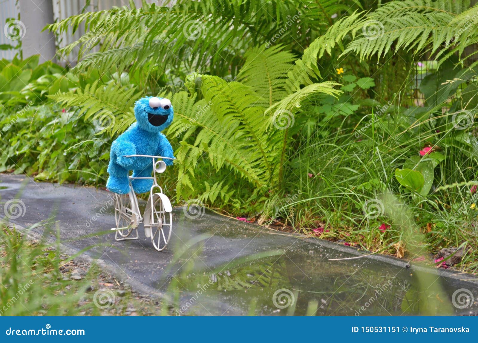 切尔卡瑟州，乌克兰，2019年6月13日-玩具曲奇饼妖怪滑稽的骑马在湿道路的一辆白色自行车在绿色植物中