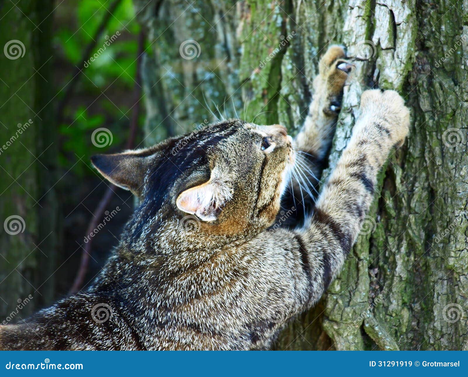 猫 树 自然 - Pixabay上的免费照片 - Pixabay