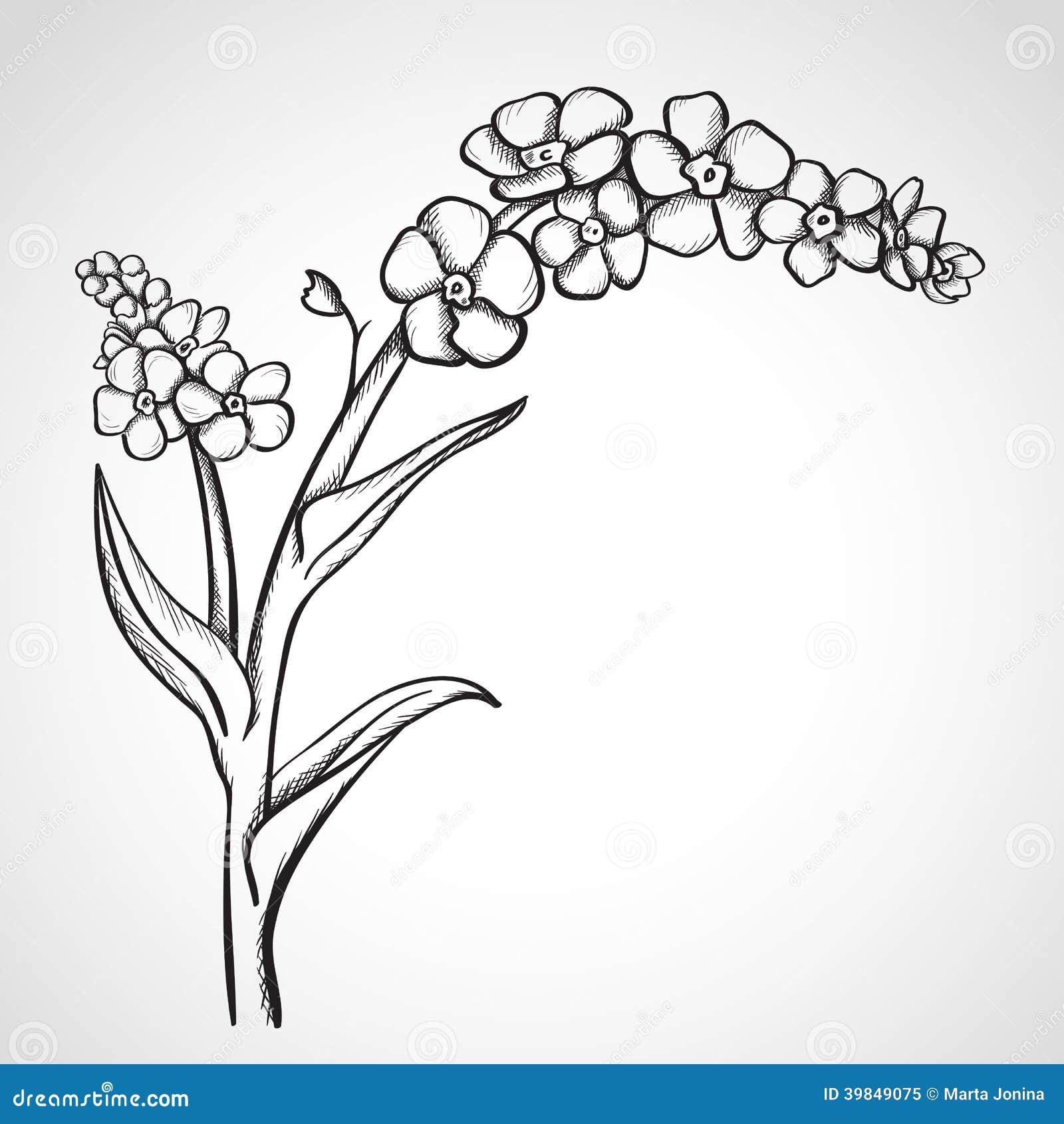 植物水彩插图的勿忘我花孤立在白色的背景插画图片素材_ID:380543105-Veer图库