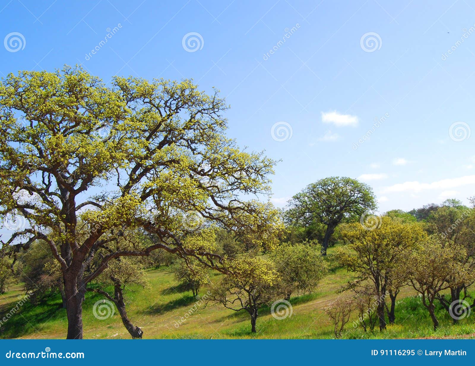 天使橡树（Angel Oak），是美国密西西比河东部最古老的树|橡树|密西西比河|天使_新浪新闻