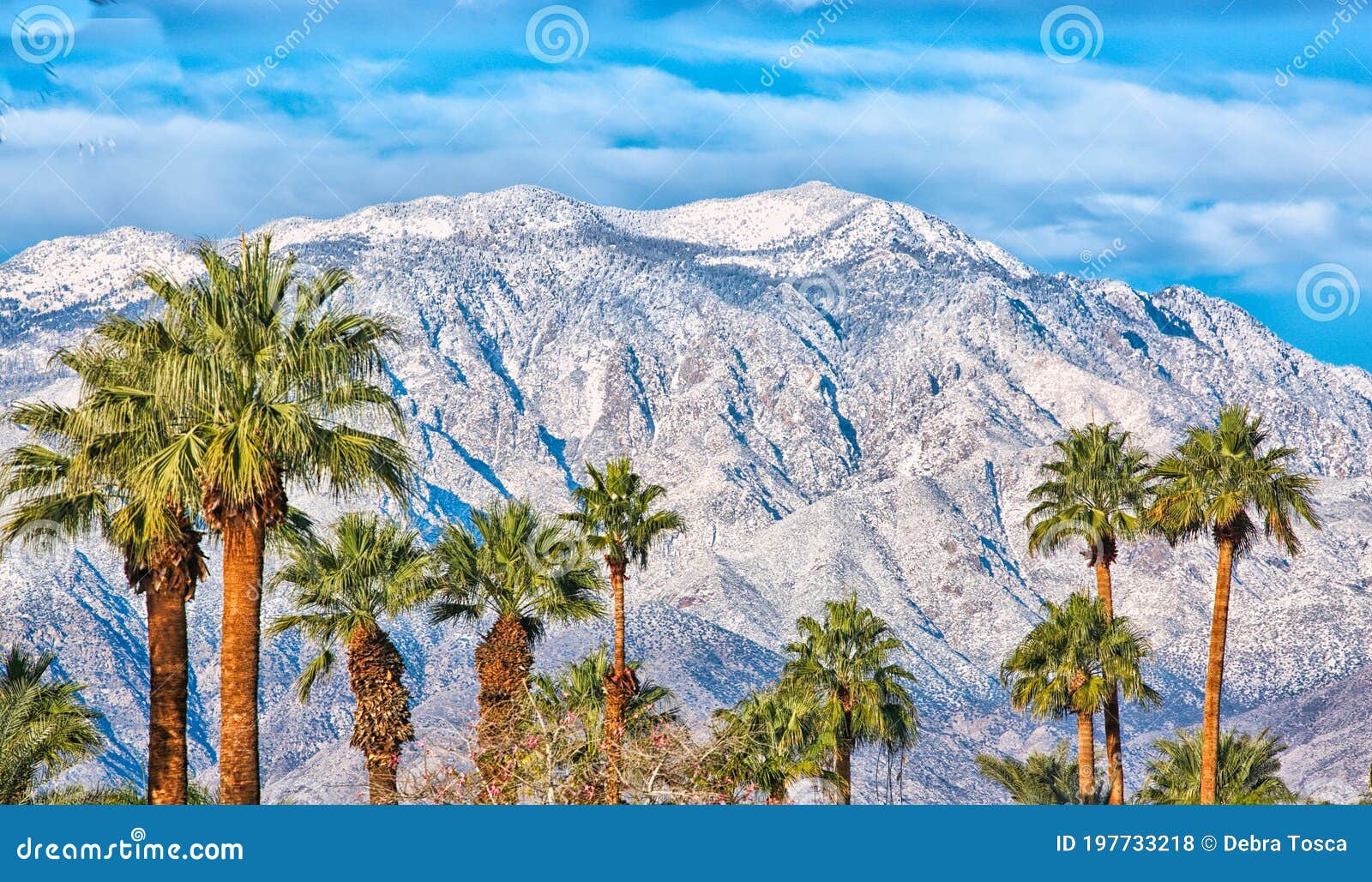 加州棕榈树 库存照片. 图片 包括有 山脉, 加盖, 加利福尼亚, 背包, 掌上型计算机, 春天, 绿色 197733218