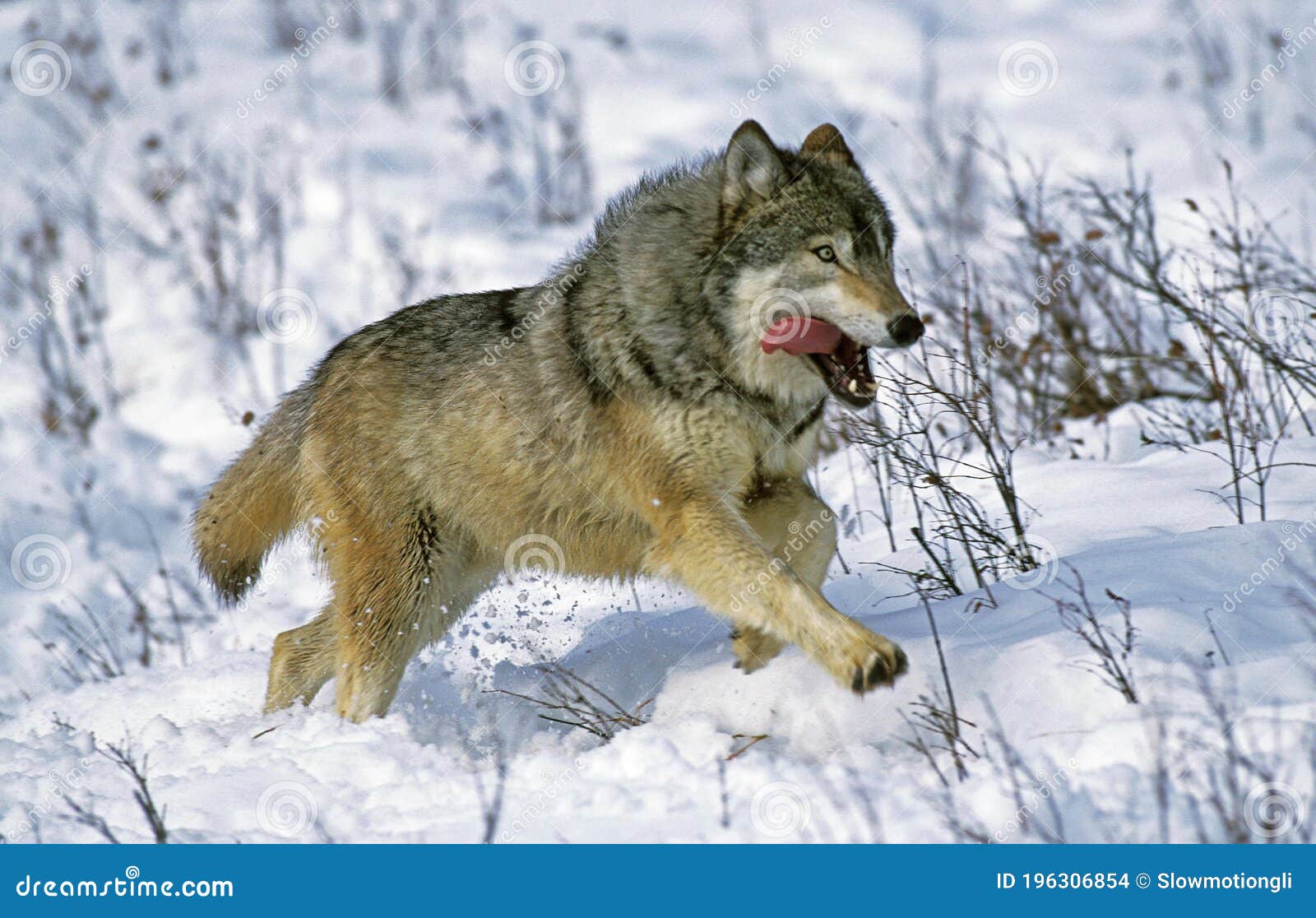 Saarloos猎狼犬美丽的母狗在冬天公园 库存图片. 图片 包括有 没人, 哺乳动物, 纵向, 食肉动物 - 109874997