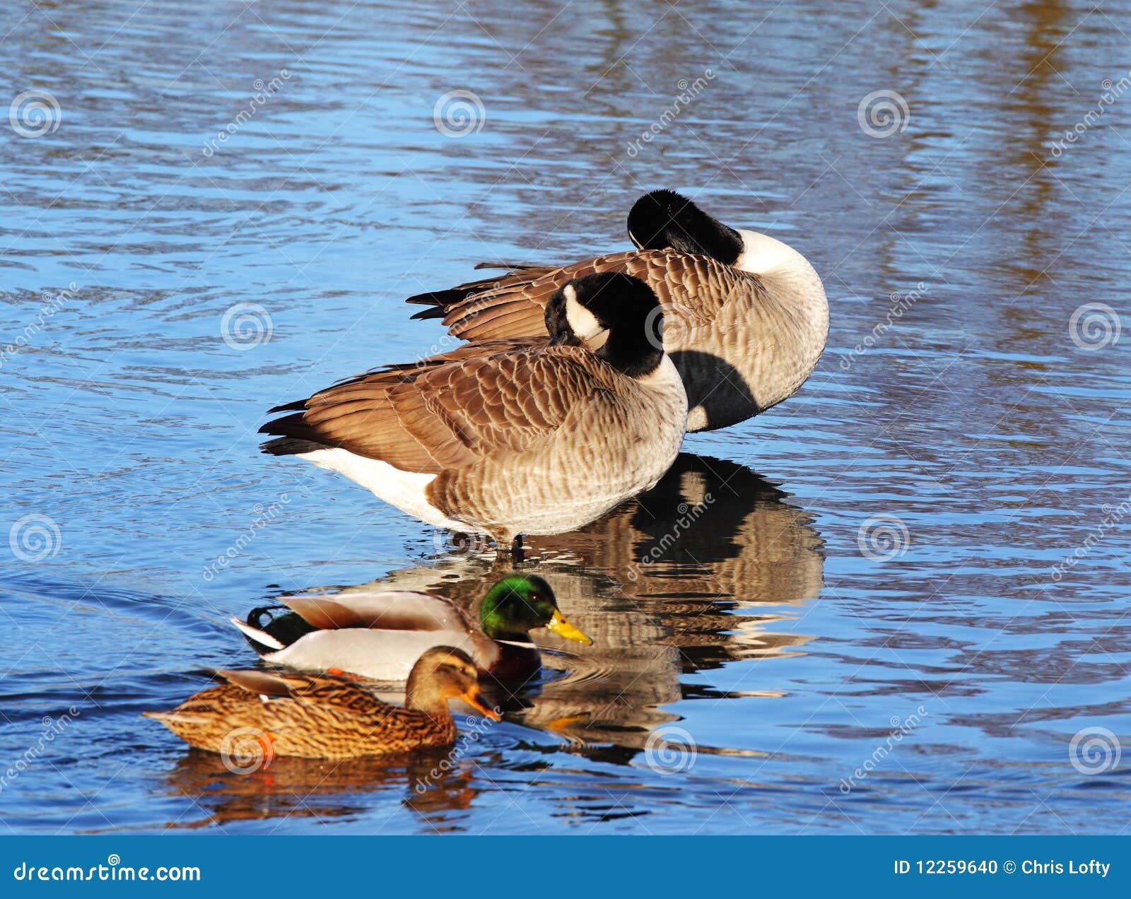 逗人喜爱的冬天加拿大鹅和许多野鸭鸭子在池塘 库存图片. 图片 包括有 哥伦比亚, 有吸引力的, 鸭子, 游泳 - 109706901