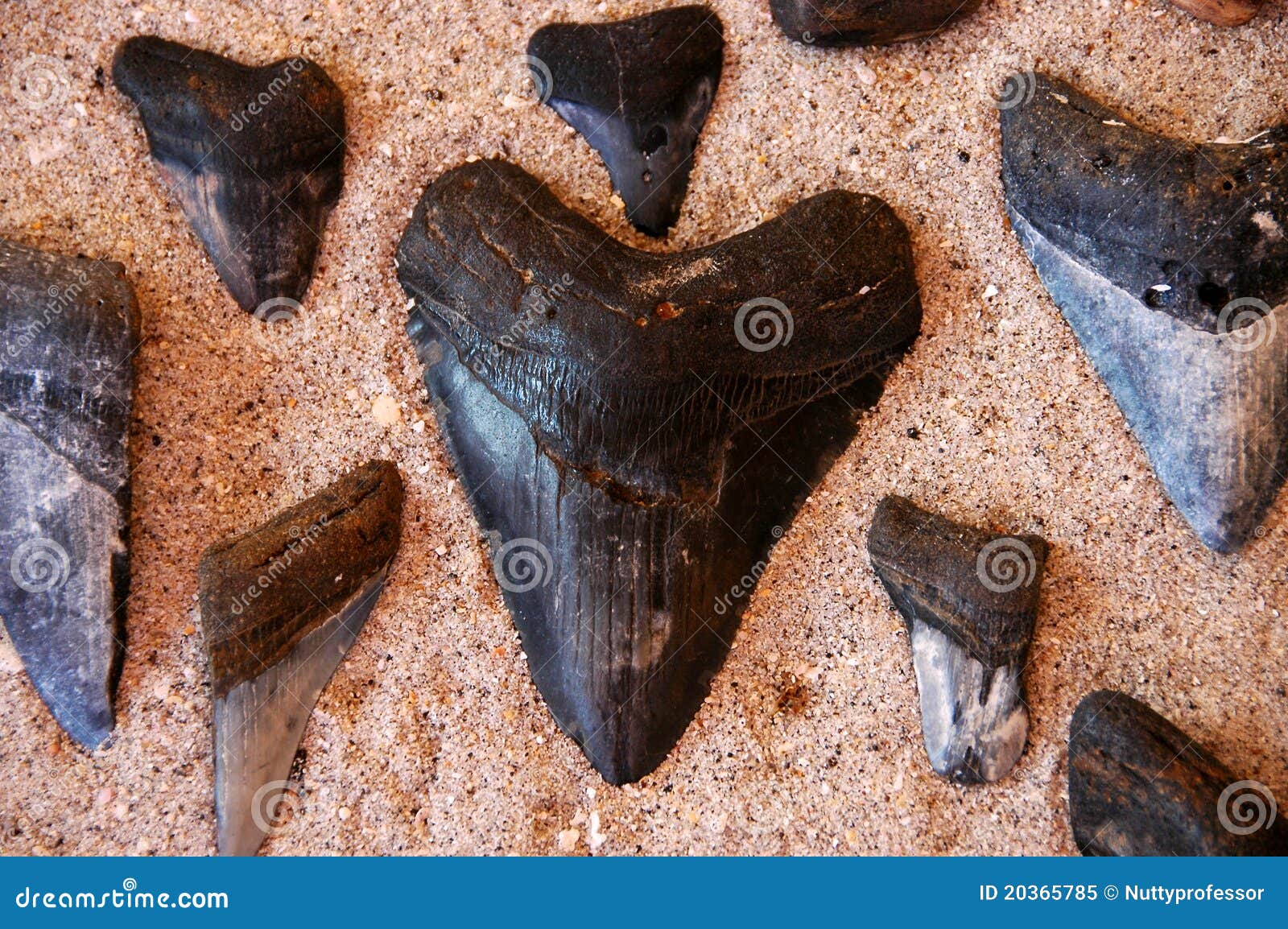 鲸鲨化石摄影图__海洋生物_生物世界_摄影图库_昵图网nipic.com